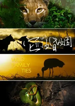 《它们的婚姻》：当爱与生存交织，一段关于付出与成长的真实写照